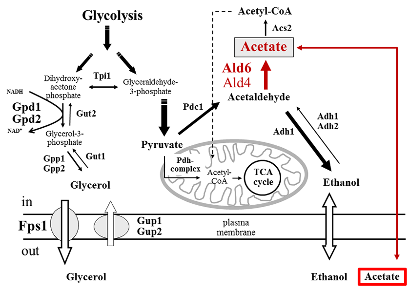 Acetat