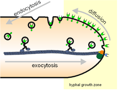 Endoscheme