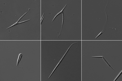 spore phenotypes